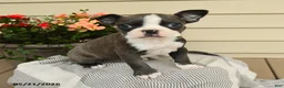 Boston Terrier dogs for sale: Bella   - Ad 1