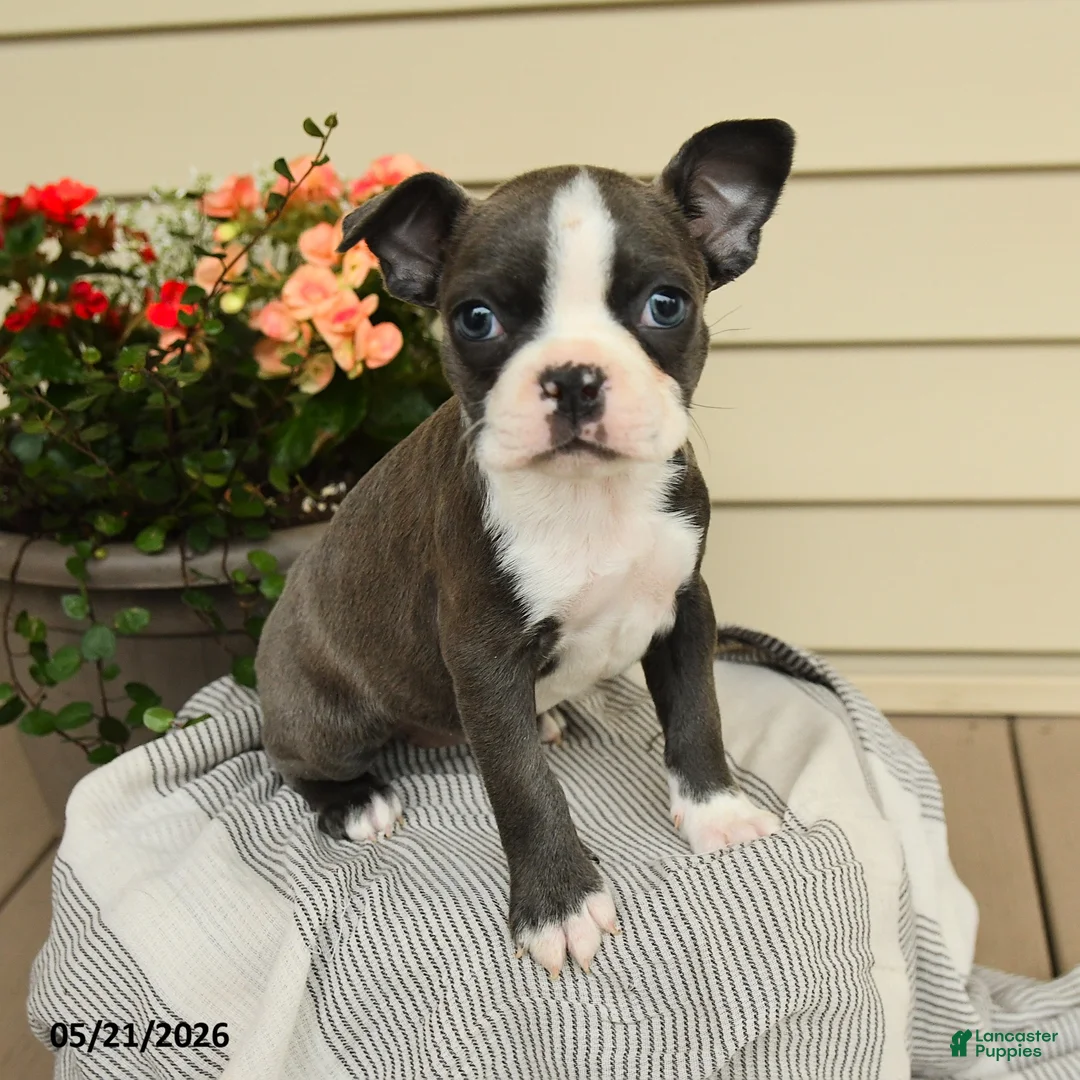 Boston Terrier dogs for sale: Bella   - Ad 1