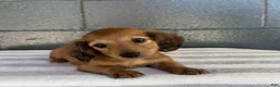 Miniature Dachshund dogs for sale: Dakota - Ad 5