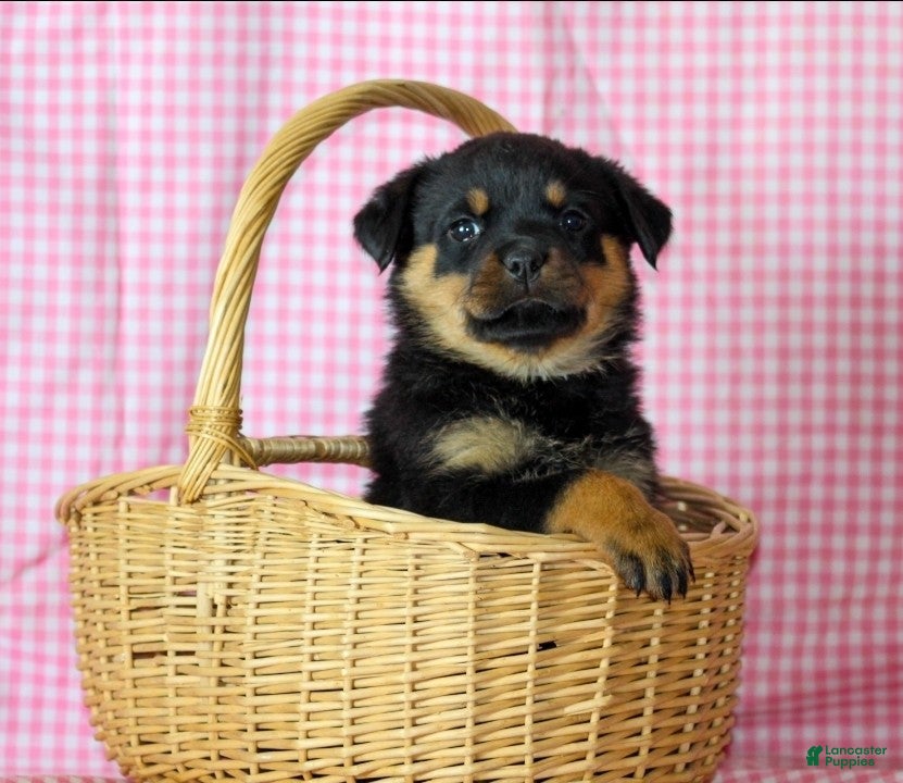 Rottweiler dogs Cleo - Ad 10