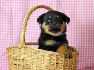 Rottweiler dogs Cleo - Ad 10