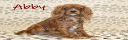 Cavapoo dogs for sale: George - Ad 4