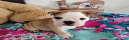 English Bulldog dogs for sale: Reba Mae - Ad 9