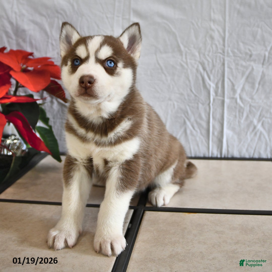 Siberian Husky dogs for sale: Paula - Ad 2