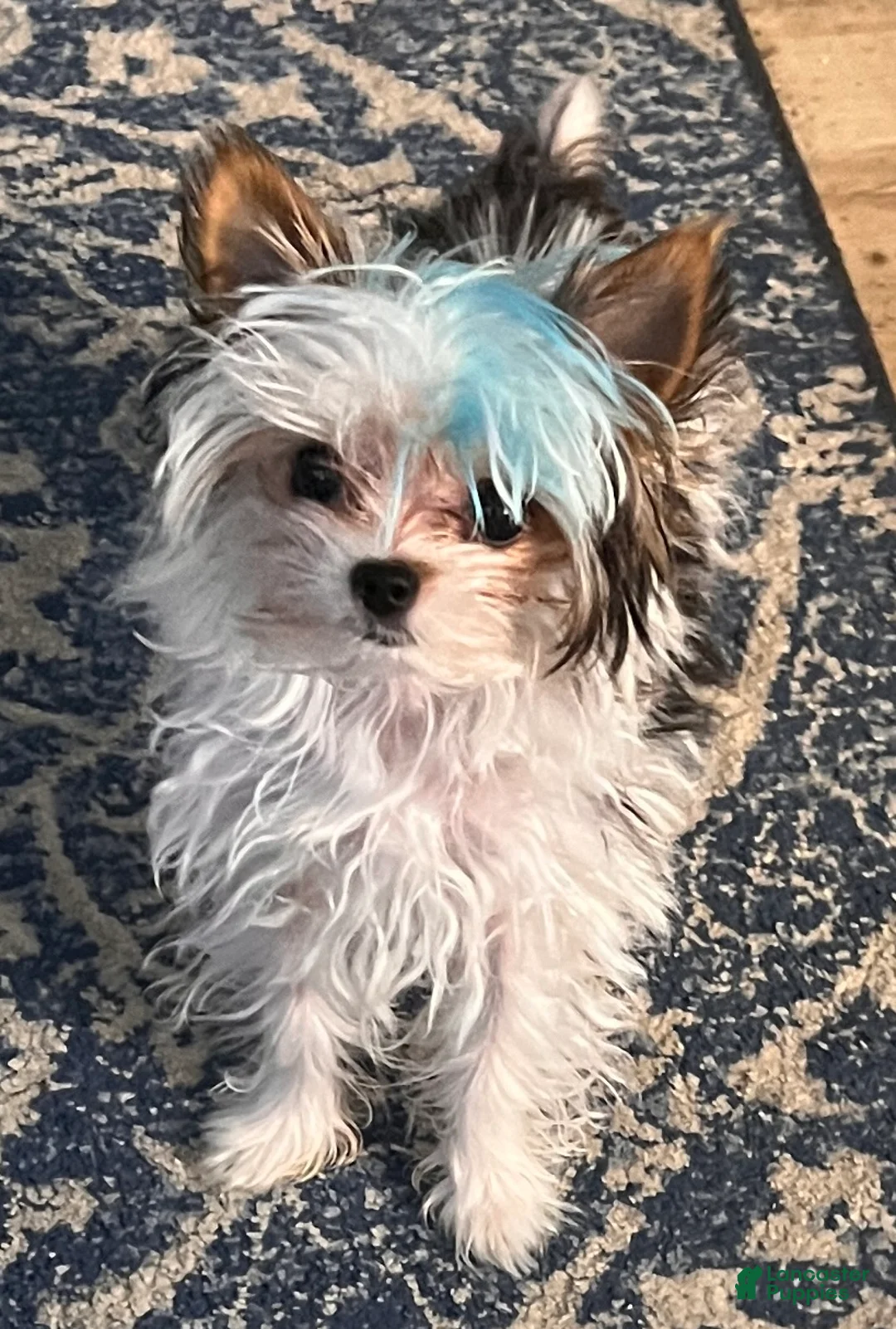 Yorkshire Terrier dogs for sale: Teacup Abby - Ad 2
