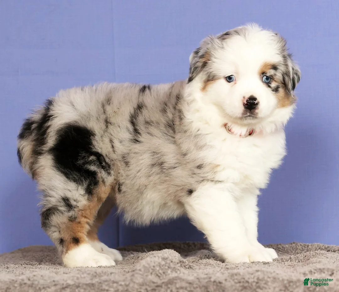 Miniature Australian Shepherd dogs for sale: Jill - Ad 3