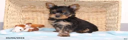 Yorkshire Terrier dogs for sale: Smokey - Teacup - Ad 5