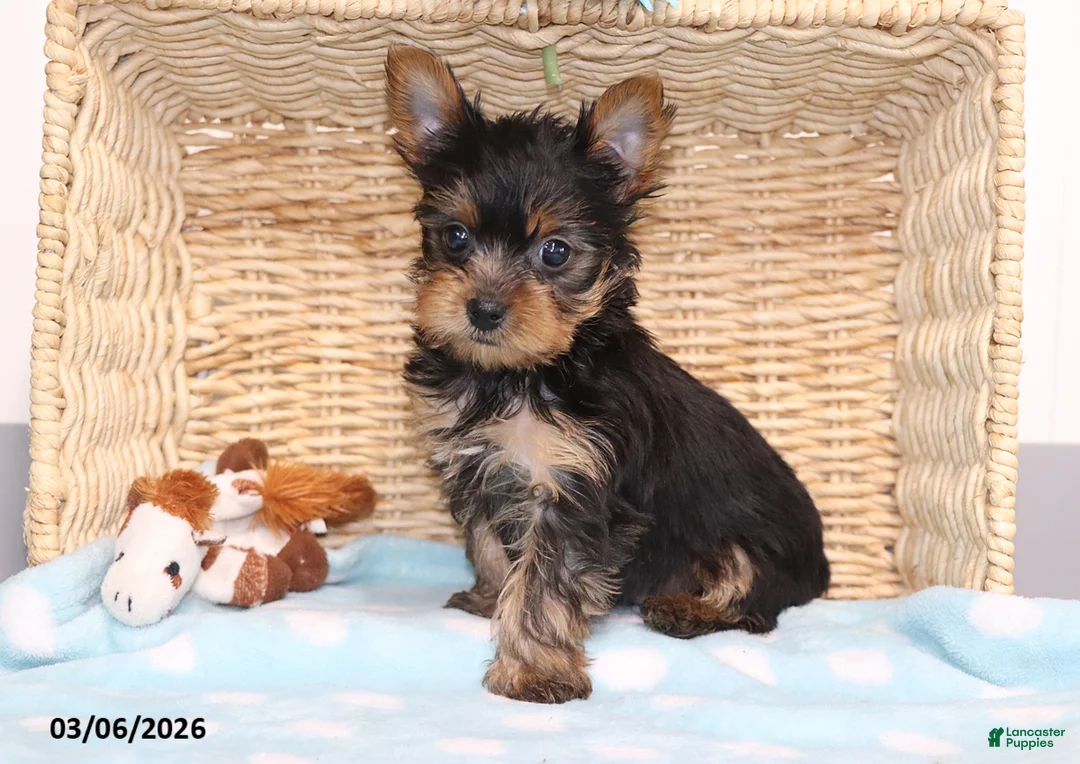 Yorkshire Terrier dogs for sale: Smokey - Teacup - Ad 5