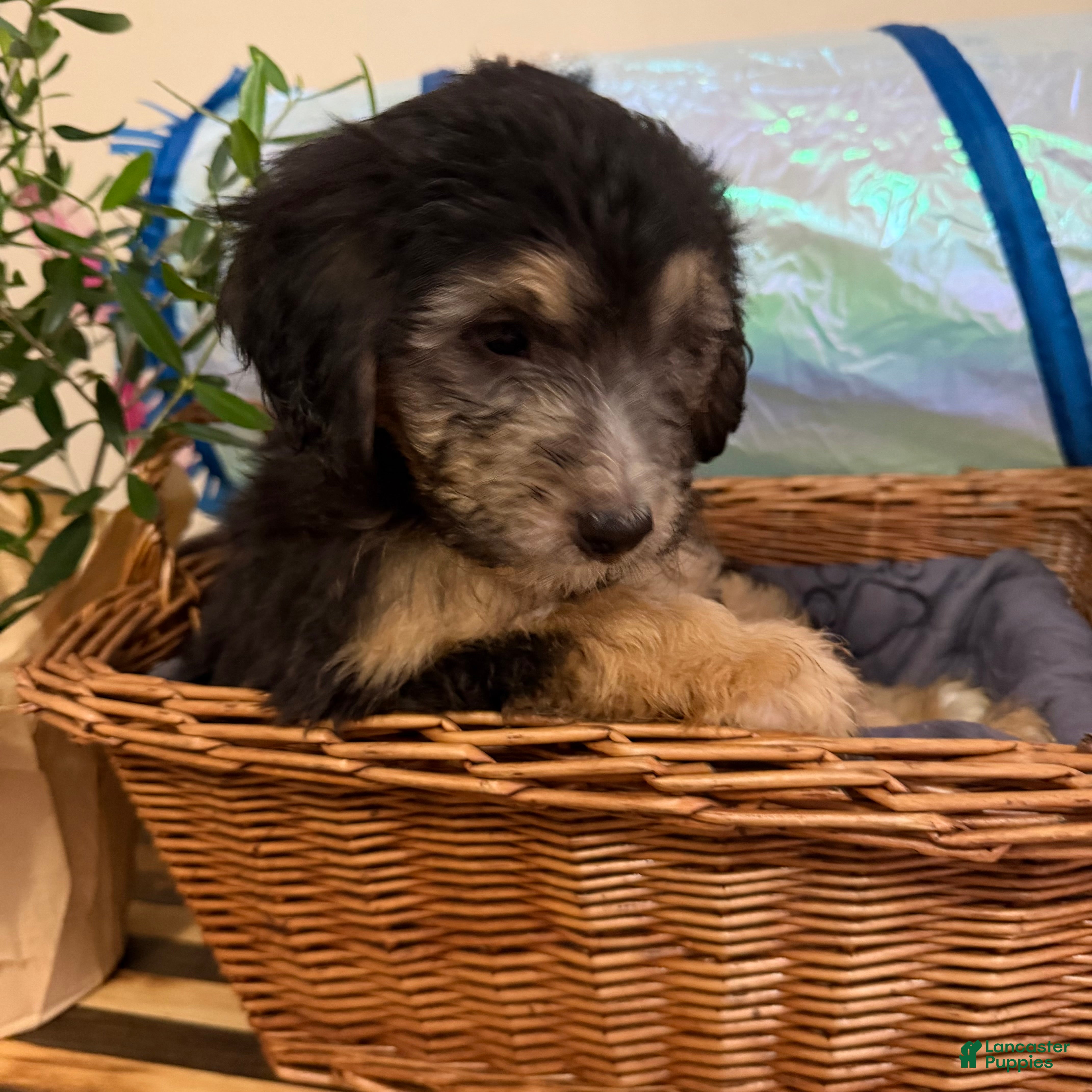 Mini Goldendoodle dogs Charlie  - Ad 2