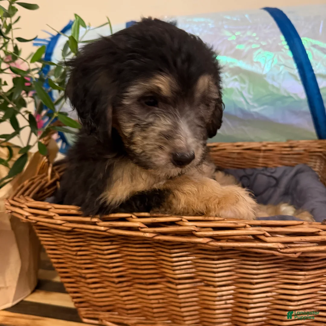 Mini Goldendoodle dogs for sale: Charlie  - Ad 2
