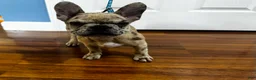 French Bulldog dogs for sale: Armani aka chubs - Ad 14