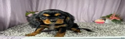 Cavalier King Charles Spaniel dogs for sale: Cavalier King Charles Spaniel 1 - Ad 4