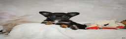 Chihuahua dogs for sale: Little Tom - Ad 6
