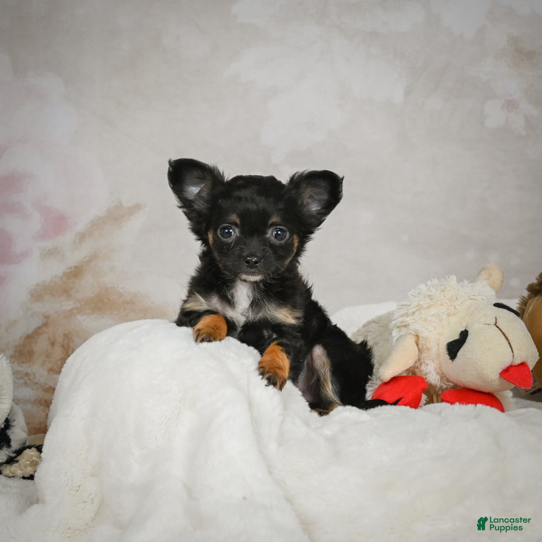 Chihuahua dogs for sale: Little Tom - Ad 6