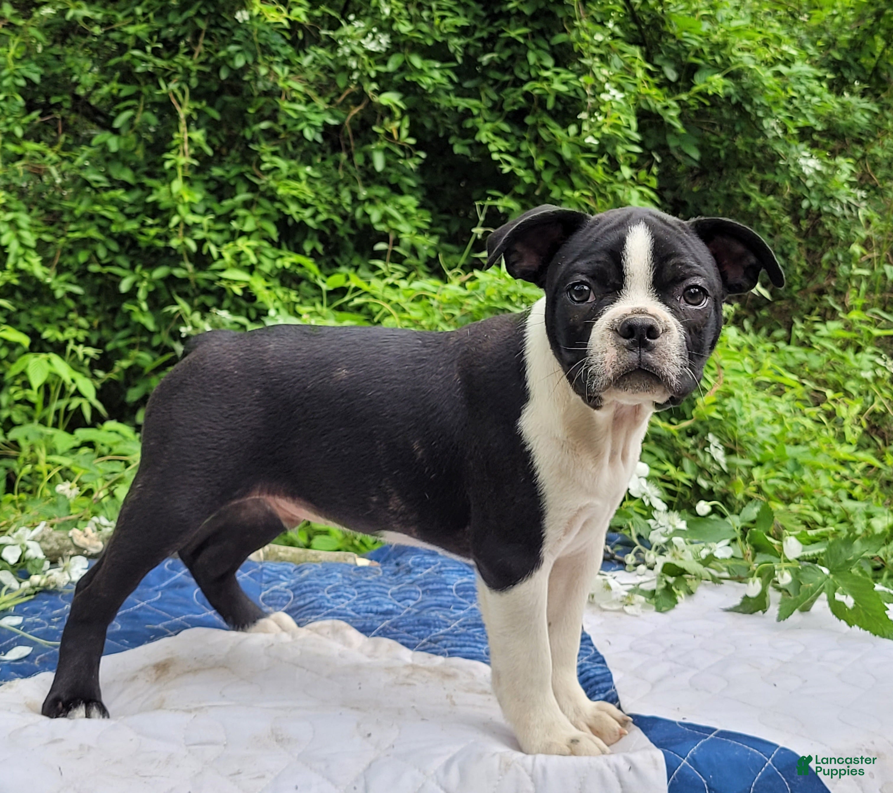 Frenchton dogs Fanta - Ad 2