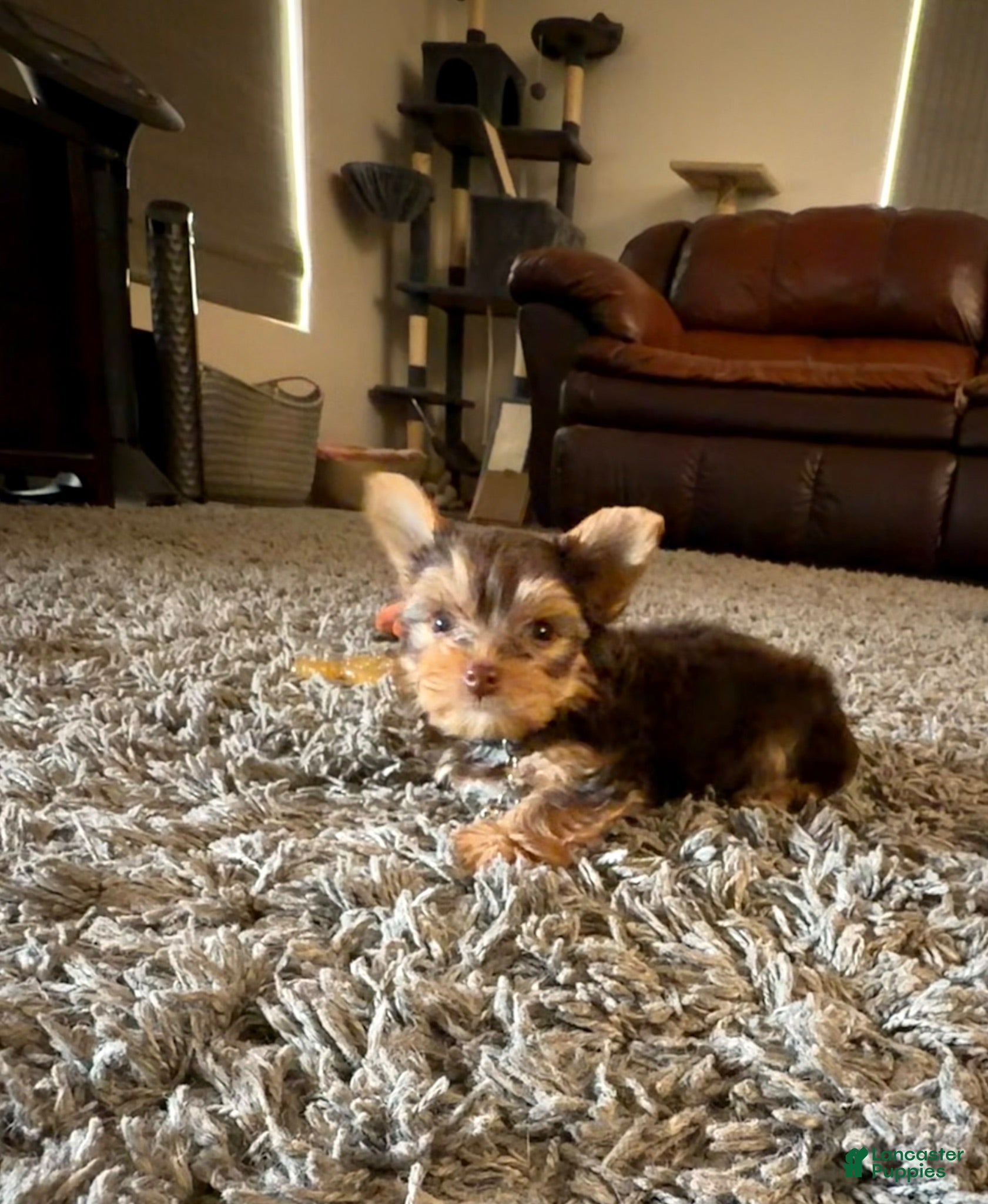 Yorkshire Terrier dogs Yorkshire Terrier 1 - Ad 2