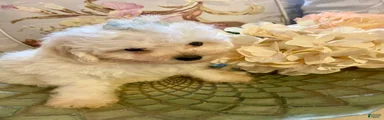 Pomapoo 2