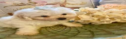 Pomapoo dogs for sale: Pomapoo 2 - Ad 1