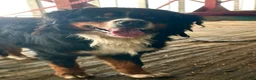 Bernese Mountain Dog dogs for sale: Berner bunch - Ad 14