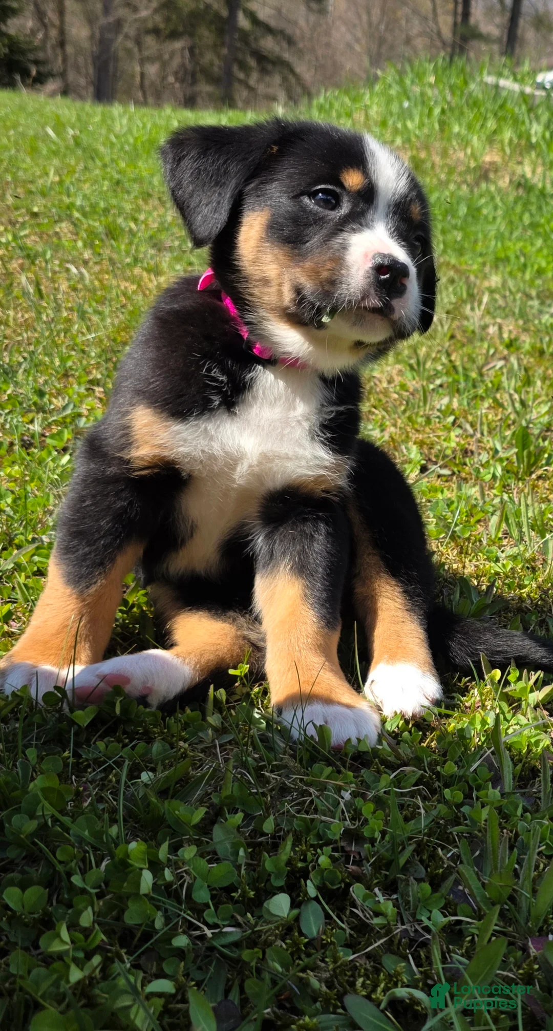 Mixed Breed dogs for sale: Mixed Breed Puppy 6 - Ad 2
