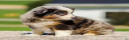 Miniature Australian Shepherd dogs for sale: Hazel - Ad 4