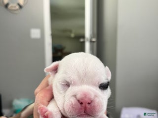 English Bulldog dogs Panda - Ad 10