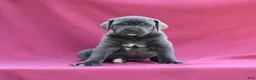 Cane Corso dogs for sale: Vesper - Ad 6