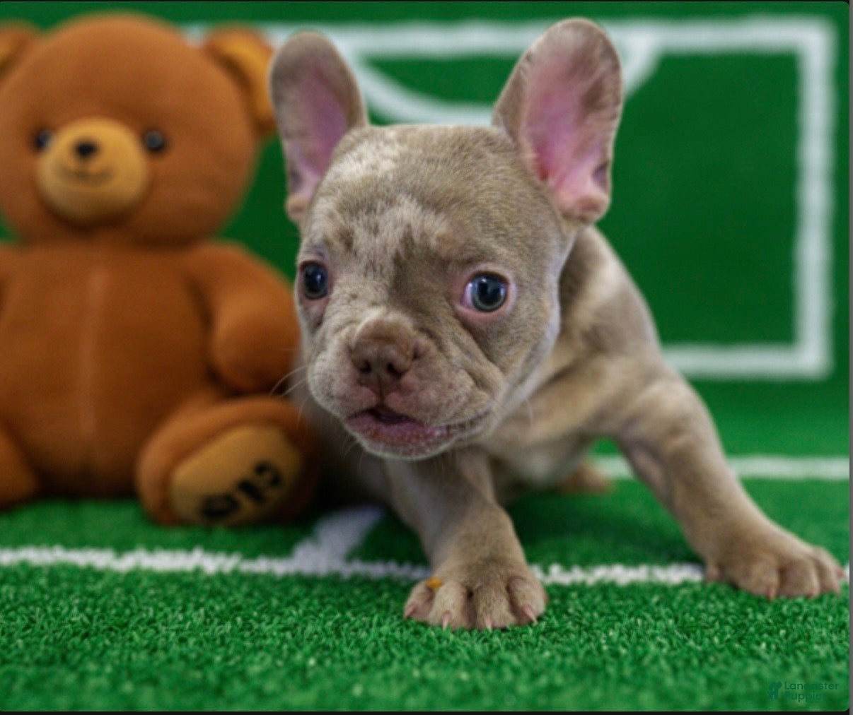 French Bulldog dogs Junior - Ad 28