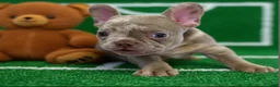 French Bulldog dogs for sale: Junior - Ad 1
