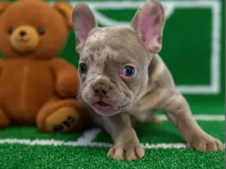 French Bulldog dogs Junior - Ad 28
