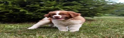 Saint Berdoodles dogs for sale: Bear - Ad 7