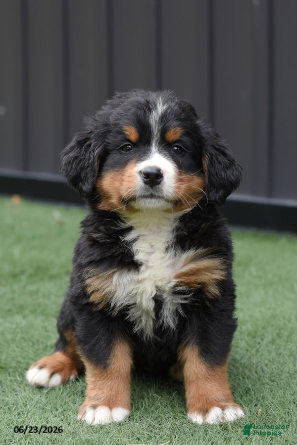 Bernese Mountain Dog dogs Deisel - Ad 1