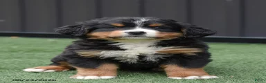 Deisel