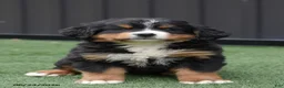Bernese Mountain Dog dogs for sale: Deisel - Ad 1