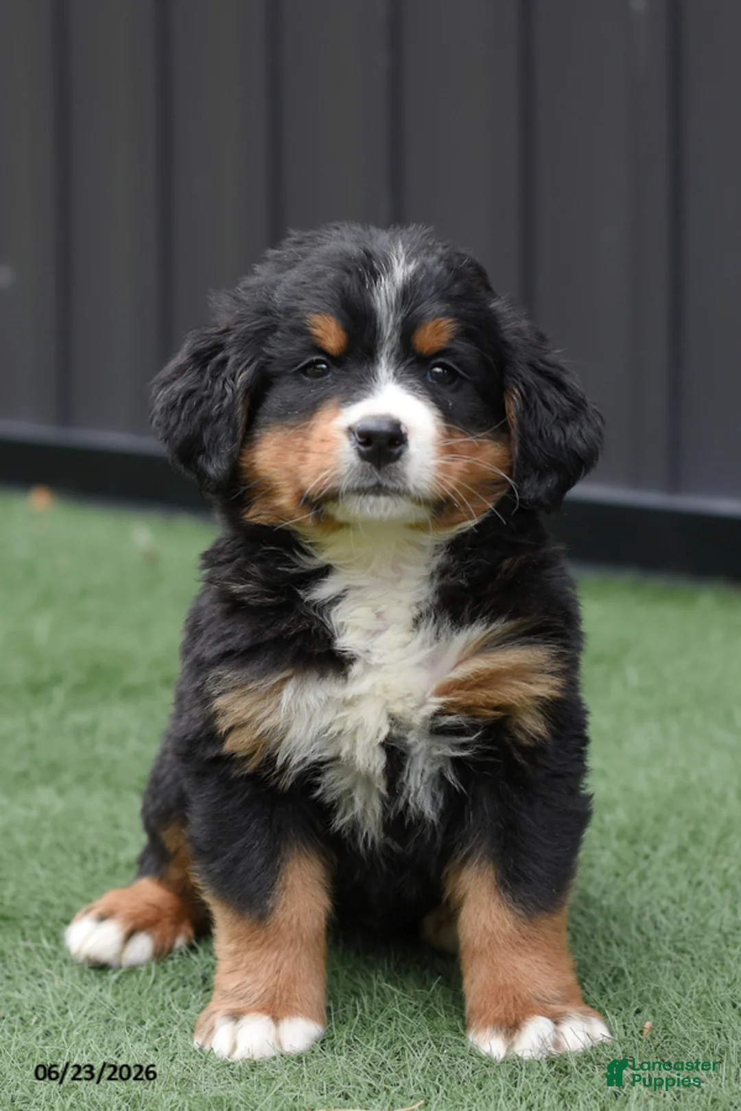 Bernese Mountain Dog dogs for sale: Deisel - Ad 1