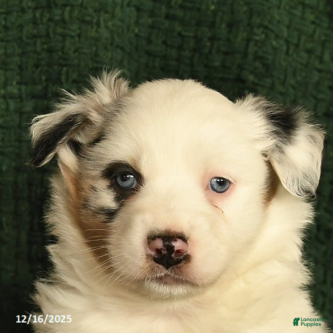 Australian Shepherd dogs for sale: Harley  - Ad 5