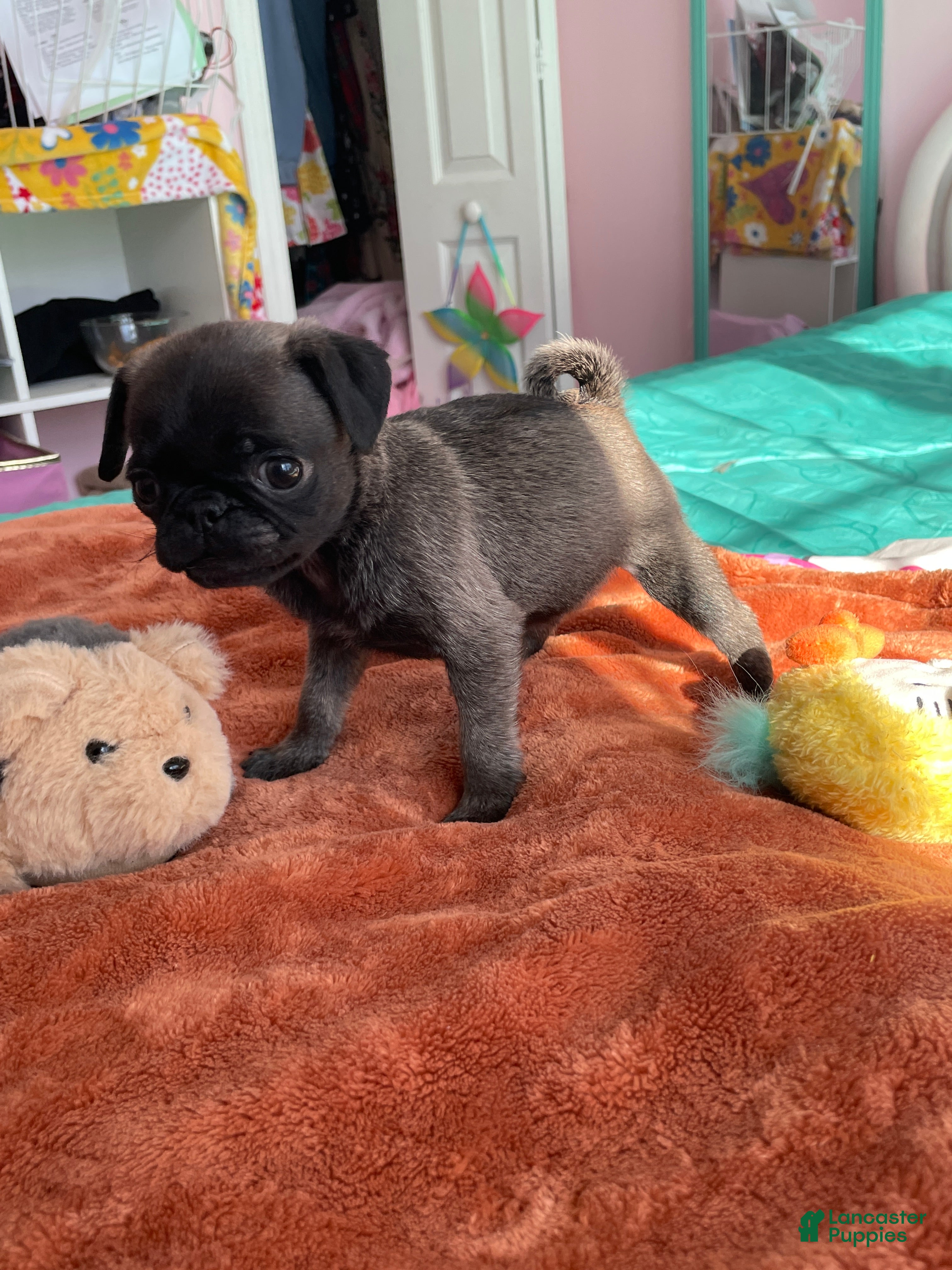 Pug dogs Peanut  - Ad 33