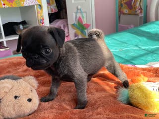 Pug dogs Peanut - Ad 33