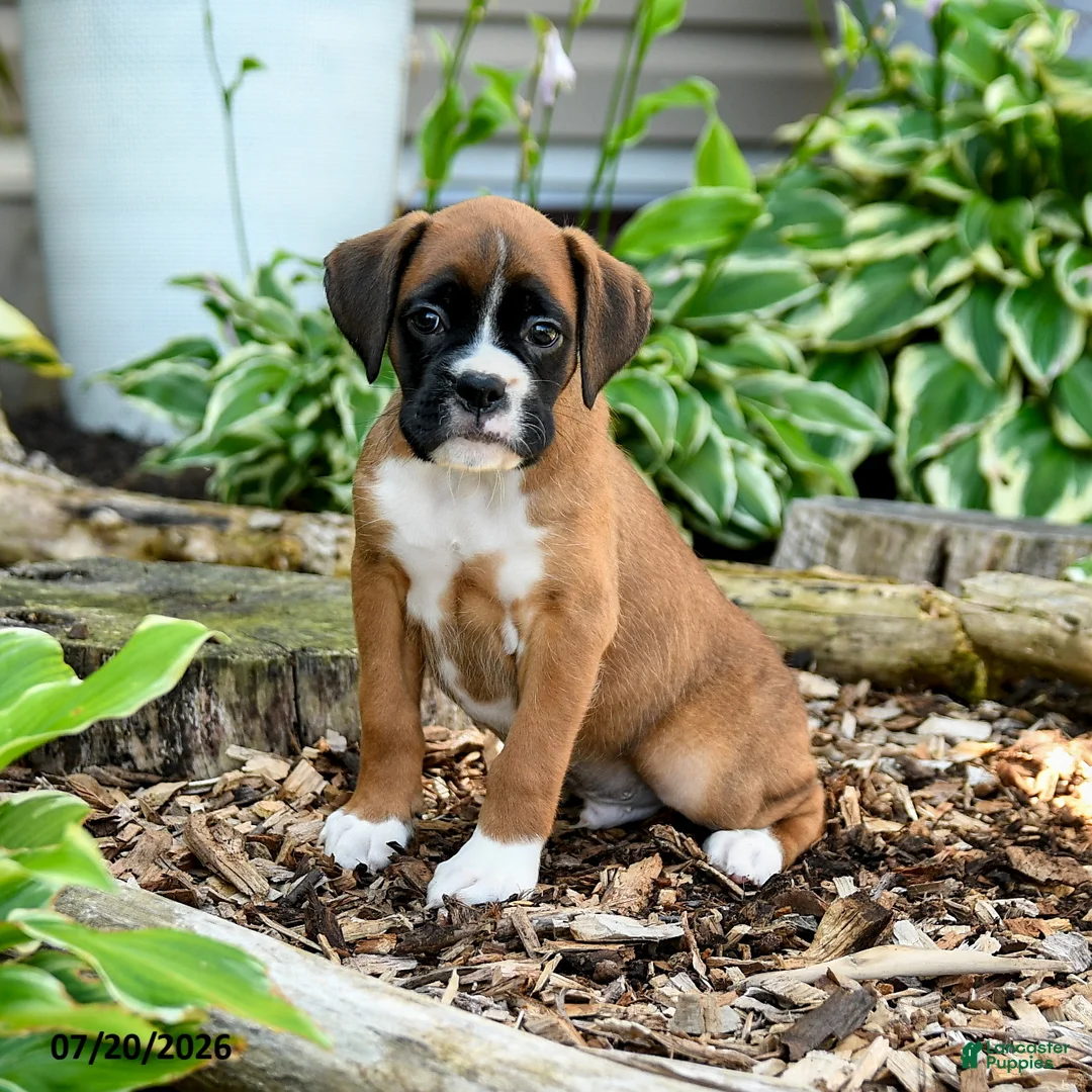 Boxer dogs for sale: Benji - Ad 3
