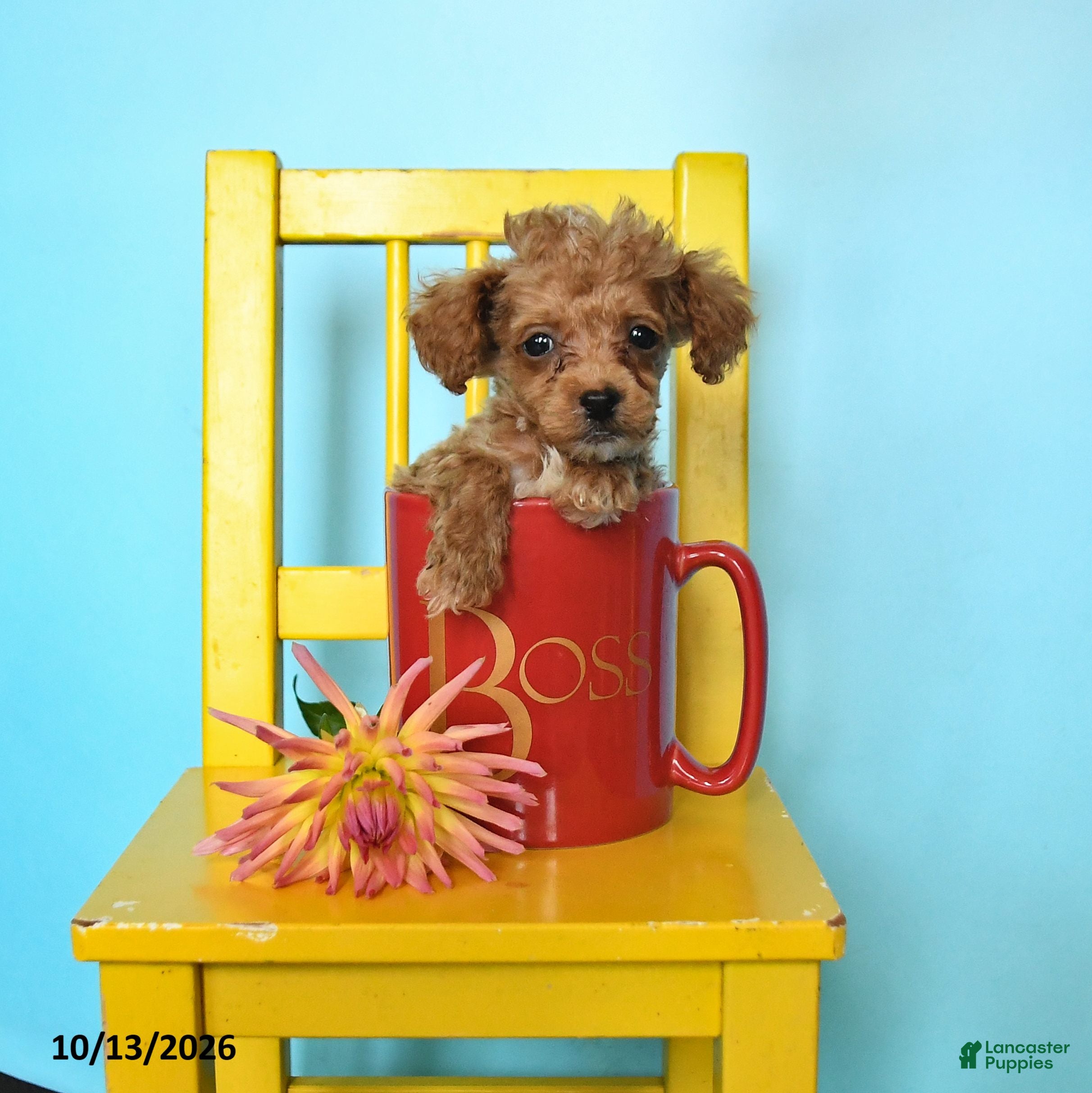Toy Poodle dogs for sale: Timothy - Ad 1