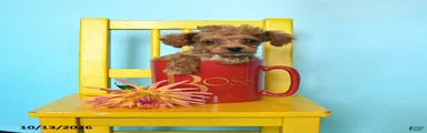 Timothy