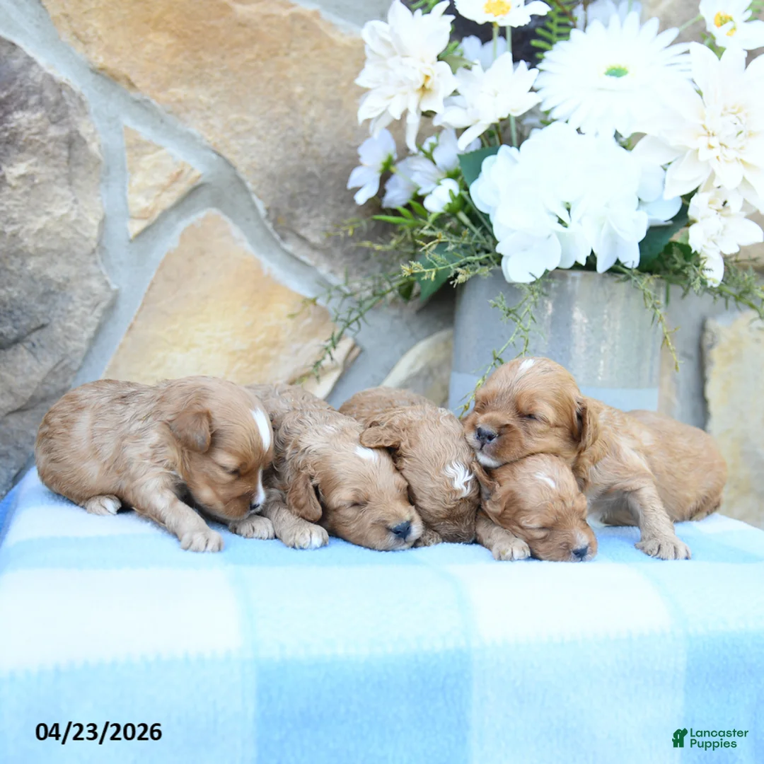 Cavapoo dogs for sale: Scoobie - Ad 5