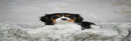 Cavalier King Charles Spaniel dogs for sale: Lincoln - Ad 10