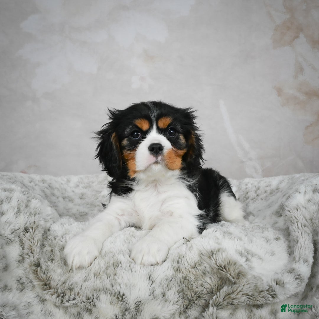 Cavalier King Charles Spaniel dogs for sale: Lincoln - Ad 10
