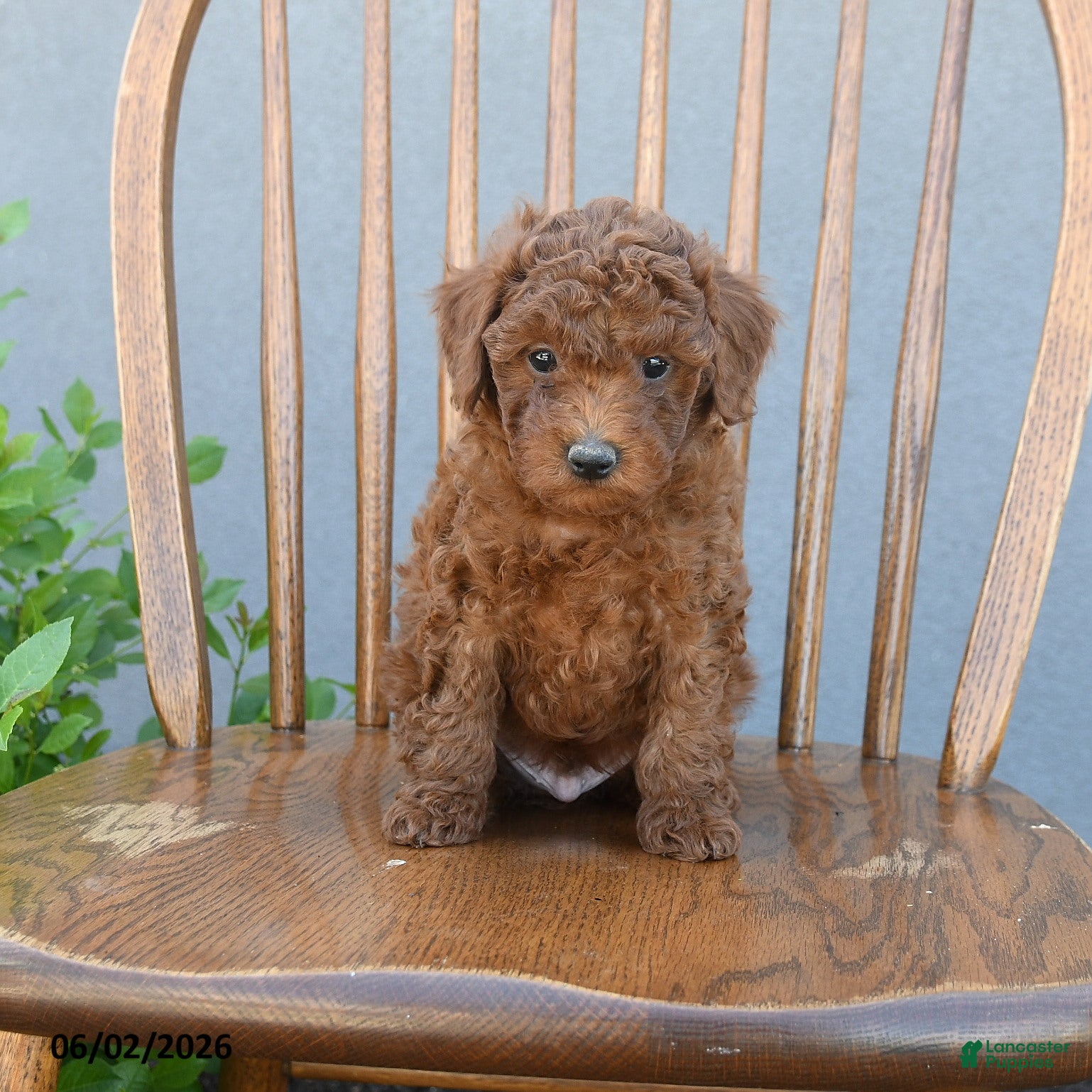 Miniature Poodle dogs for sale: Tristan - Ad 4