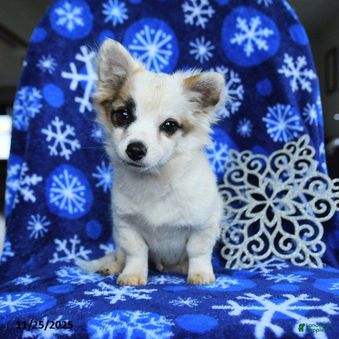 Chihuahua dogs for sale: Comet - Ad 2