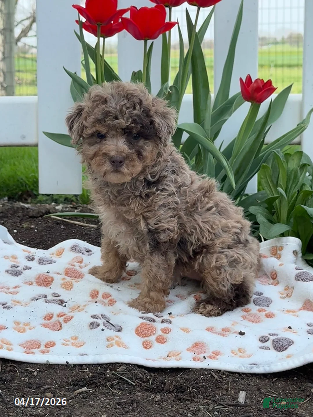 Miniature Poodle dogs for sale: Bella - Ad 2