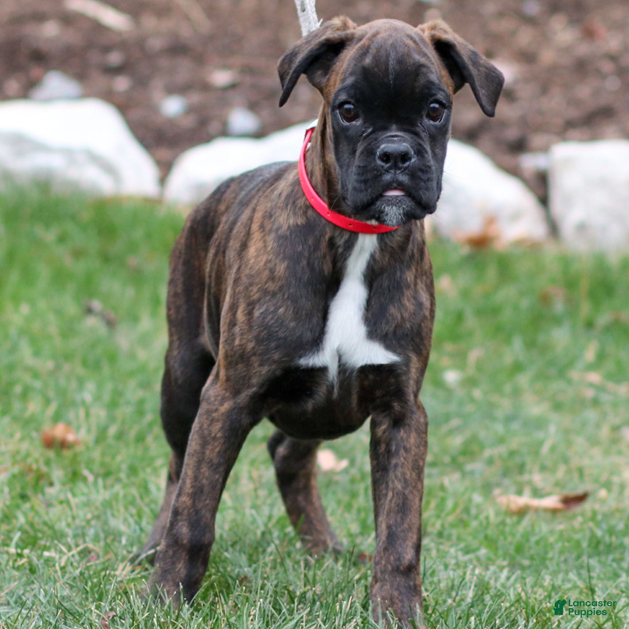 Boxer dogs Ginny - Ad 6