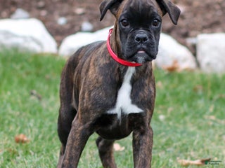Boxer dogs Ginny - Ad 38