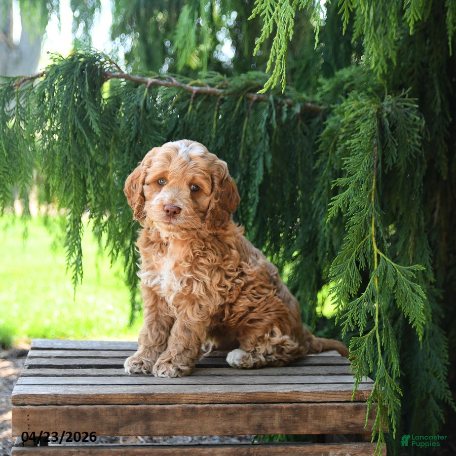 Cockapoo dogs Candy - Ad 1